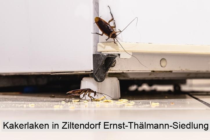 Kakerlaken in Ziltendorf Ernst-Thälmann-Siedlung